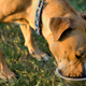 Imagen para el artículo titulado Estados Unidos vincula estas 16 marcas populares de comida para perros a la enfermedad cardíaca canina